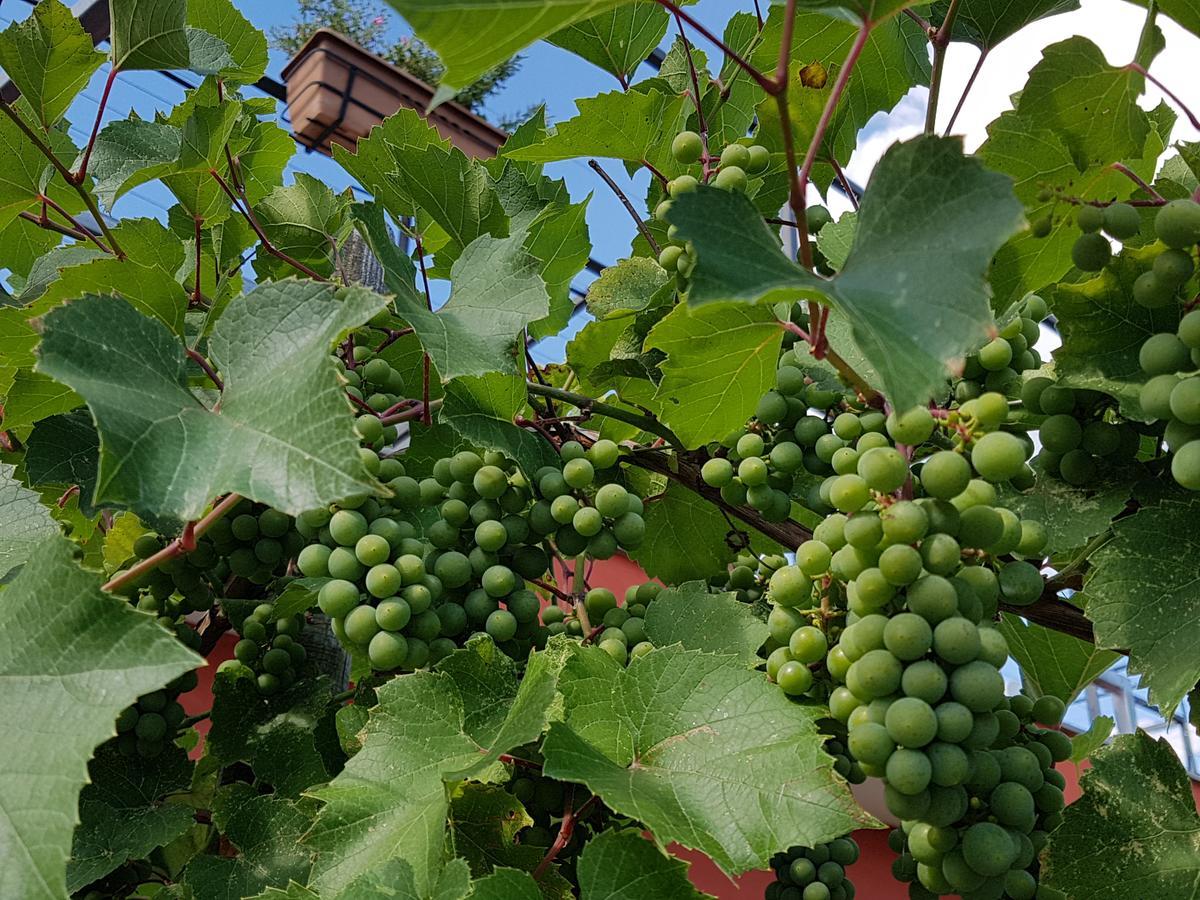 Agriturismo Frascje Dai Spadons Villa Pradamano Esterno foto